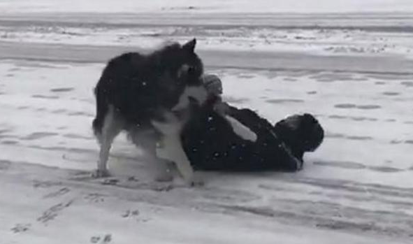 带阿拉斯加出来玩雪,阿拉:进入我的地盘,有你好受的 带阿拉斯加出来玩雪,阿拉:进入我的地盘,有你好受的