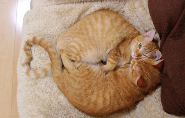 这对橘猫双胞胎必须要抱在一起才能睡着,也许这就叫做如胶似漆吧 这对橘猫双胞胎必须要抱在一起才能睡着,也许这就叫做如胶似漆吧