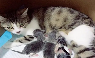 怎么帮助母猫生产