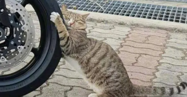 公园偶遇流浪猫，好心喂食后，流浪猫趴在车轮上不让网友离开