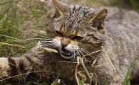 野猫太多什么药最好用