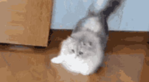 重磅发现！猫咪喜欢不劳而获？