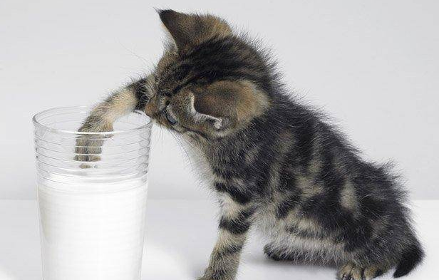 小猫咪能喝纯牛奶吗 小猫咪能喝纯牛奶吗