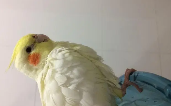 鹦鹉炸毛和蓬毛的对比