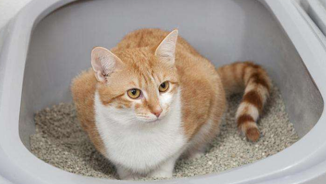 小猫一天拉几次屎才算正常