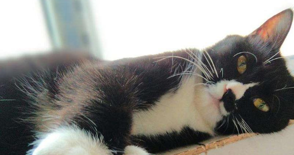 刚绝育的奶牛猫，医生怎么叫都叫不醒！喵：让我睡，不想面对现实