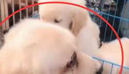 宠主将小金毛卖给宠物店,不料一段时间后母子在街边相遇了 宠主将小金毛卖给宠物店,不料一段时间后母子在街边相遇了