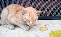 小猫呕吐是为什么