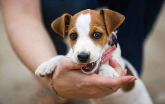 一个月的幼犬怎么训练