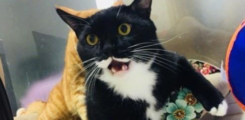 奶牛猫和橘猫交手,光看体型就不是大橘的对手!橘猫:自不量力 奶牛猫和橘猫交手,光看体型就不是大橘的对手!橘猫:自不量力