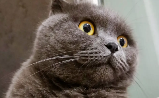 用体温给猫咪一个温暖的家 用体温给猫咪一个温暖的家