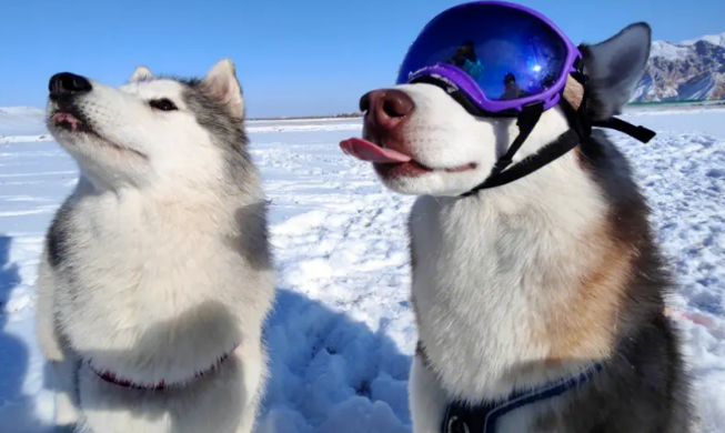 二哈 哈士奇 西伯利亚雪橇犬 美女和他接吻了，啥感觉？？