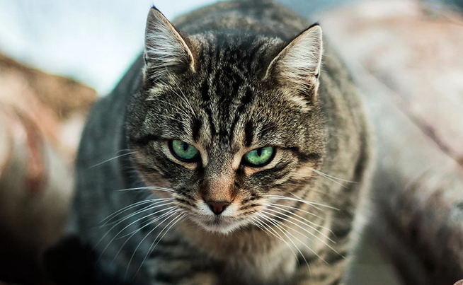 野生像猫的动物 野生像猫的动物