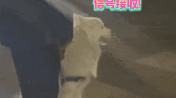 萨摩耶想跟路人贴贴却被主人拒绝,气得它破口大骂:你的占有欲让我恶心! 萨摩耶想跟路人贴贴却被主人拒绝,气得它破口大骂:你的占有欲让我恶心!