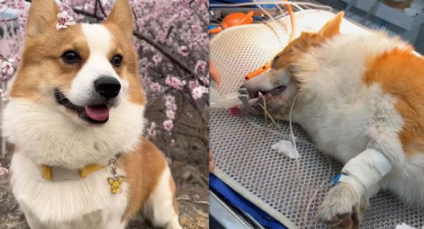 柯基犬被蛇咬伤 幸好遇见了他才得以活命 狗：我跟定你了