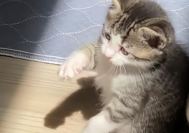 小猫咪第一次见到阳光,想要抓住光束的样子真是太可爱 小猫咪第一次见到阳光,想要抓住光束的样子真是太可爱