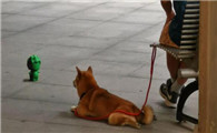 养犬管理条例