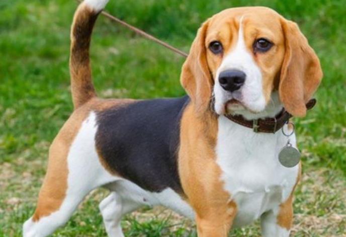 比格犬如何饲养 比格的一些饲养特点