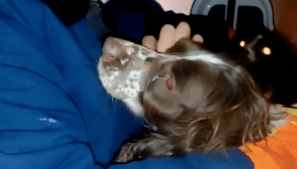 搜救犬冲向地震中心第一线,在训导员怀里是孩子,在搜救现场是战士 搜救犬冲向地震中心第一线,在训导员怀里是孩子,在搜救现场是战士