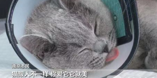 花万元给猫割双眼皮？宠物医美引争议 手术前后“判若两猫” 猫友质疑“太残忍”