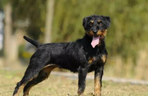 优秀的猎手——德国猎梗