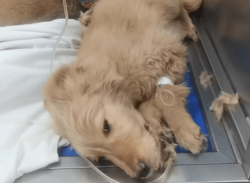 犬瘟后期被绑上嘴的二哈还是没挺过来,和它一起离去的还有一只4个月大的金毛 犬瘟后期被绑上嘴的二哈还是没挺过来,和它一起离去的还有一只4个月大的金毛