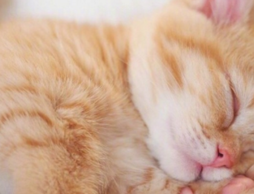 奶橘被英短疯狂打压，抬不起头，橘：你给我等着，我会长大的！