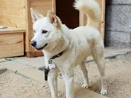 丰山犬，秘而不宣的朝鲜“国犬”
