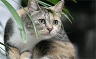 一只猫咬另一只猫耳朵