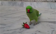 鹦鹉能吃草莓吗
