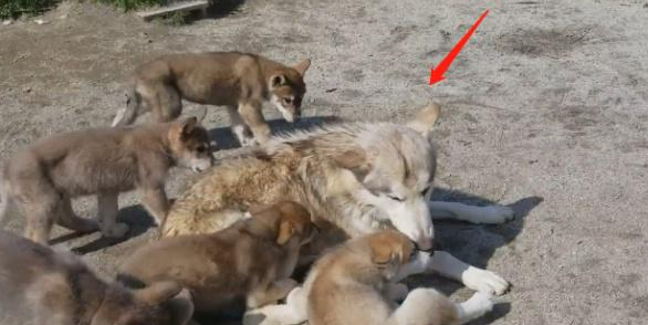 二哈跟狼犬生了6只宝宝，结果没一只像它