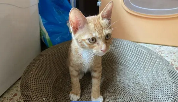 小猫嘎嘎嘎是什么意思