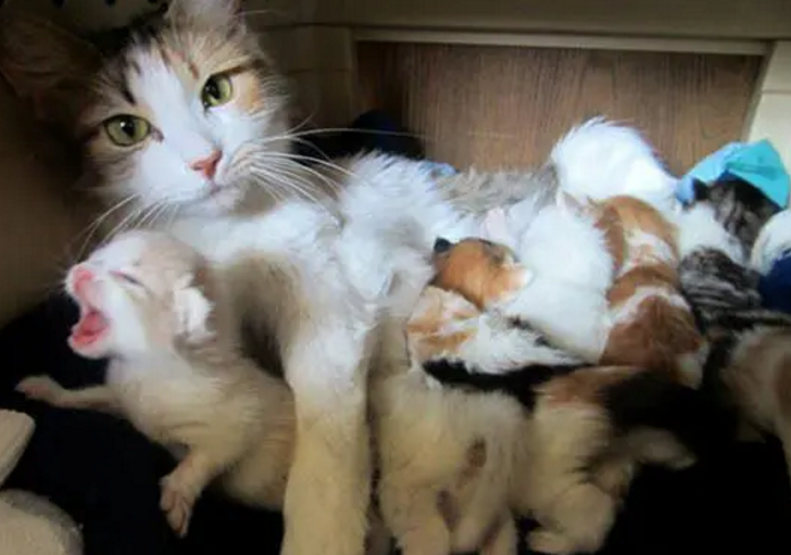 小猫多久可以离开母猫送人