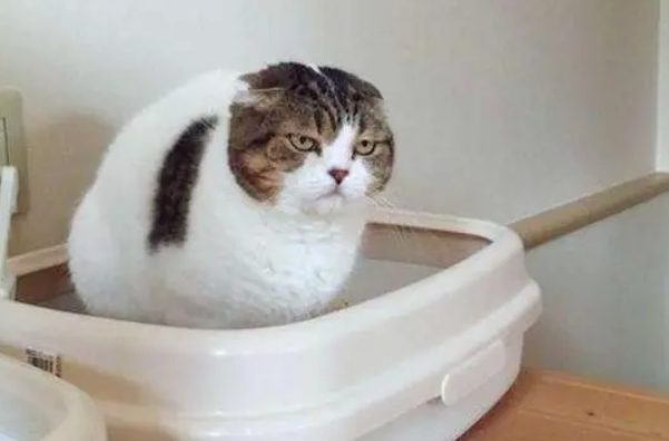 小猫乱尿怎么解决方法