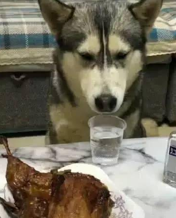 主人背着哈士奇吃烤鸭,上个厕所回来,哈士奇的举动简直成精了 主人背着哈士奇吃烤鸭,上个厕所回来,哈士奇的举动简直成精了