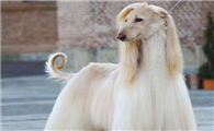 阿富汗猎犬训练 享受训练过程中的乐趣