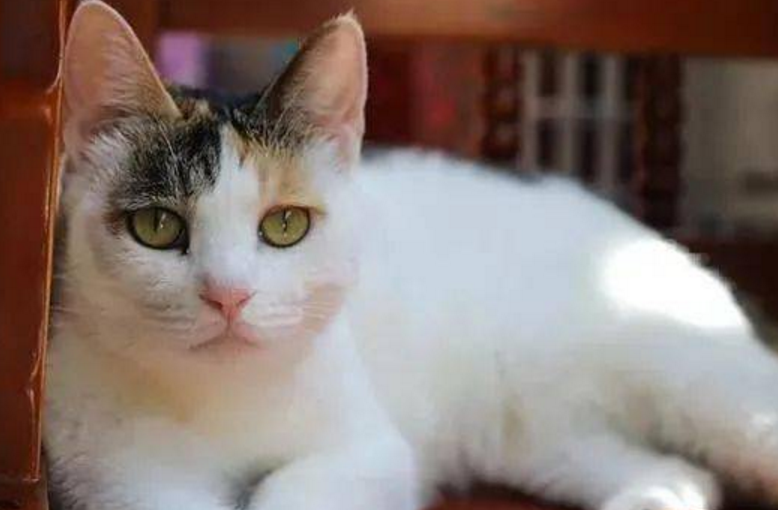 养猫第二天就后悔了 养猫第二天就后悔了