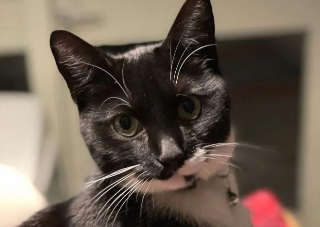 古有鸿雁传情今有猫咪送信，奶牛猫当信使让主人和邻居成亲密笔友