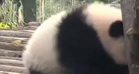 短腿的哀伤谁能懂?熊猫宝宝急的向奶爸求救,奶爸却笑翻了天 短腿的哀伤谁能懂?熊猫宝宝急的向奶爸求救,奶爸却笑翻了天
