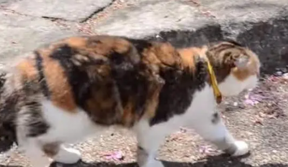 主人为给猫咪减肥,带猫咪去爬山,连续七年爬山猫咪成“明星” 主人为给猫咪减肥,带猫咪去爬山,连续七年爬山猫咪成“明星”