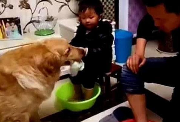 金毛对待主人和小主人时,截然不同的态度,主人:心机狗 金毛对待主人和小主人时,截然不同的态度,主人:心机狗