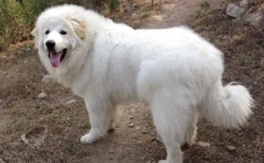 大白熊犬吃什么 喂食高蛋白食物加蔬菜