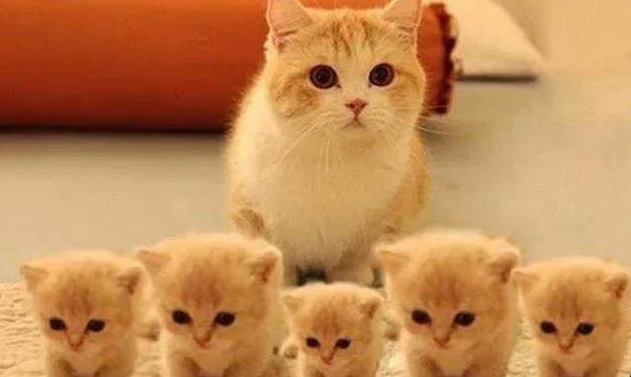 小猫多久会忘记猫妈妈 小猫多久会忘记猫妈妈