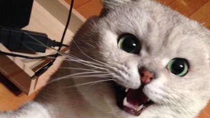 猫咪与电脑争风吃醋，铲屎官还有些小开心呢！猫咪：你到底要谁
