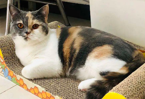 三花猫的迷人之处