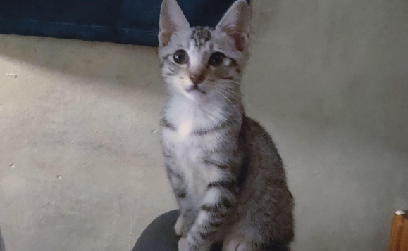 小猫特别皮 大了会好吗
