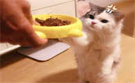 小猫多少天可以送人