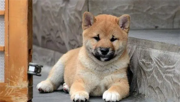 幼犬太兴奋怎么办 幼犬太兴奋怎么办