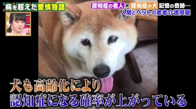 19岁柴犬和主人患上老年痴呆！却只认识彼此：谢谢你，陪了我一生