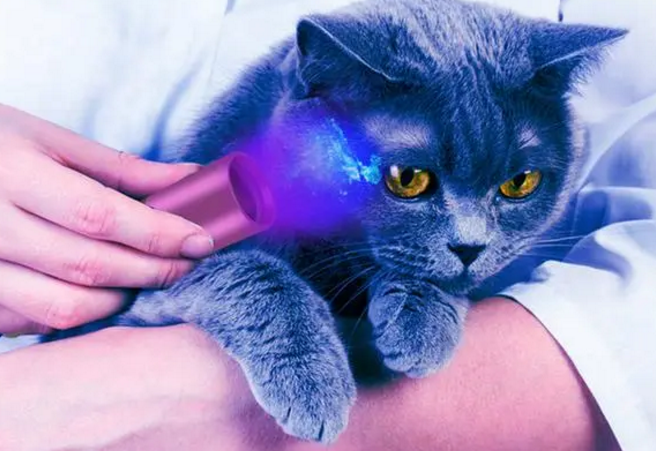 验钞灯能照猫藓吗